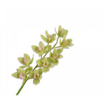 Ορχιδέα Lime 83cm