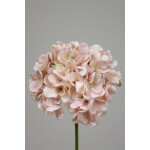 Ορτανσία | Light pink 50cm