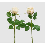 Τριαντάφυλλο | Ivory 51cm