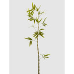 Bamboo 145cm