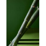 Bamboo κλαδί 185cm - Image 3