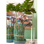 Bamboo κλαδί 185cm - Image 9