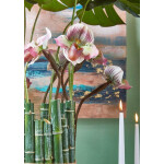Bamboo κλαδί 185cm - Image 10