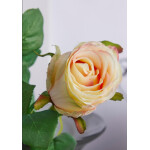 Τριαντάφυλλο | Ivory 51cm - Image 2