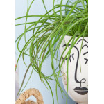 Αερόφυτο Τιλλάνσια 85cm - Image 2