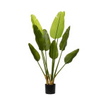 Strelitzia φυτό 40x120cm