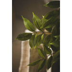 Πλίνια κλαδί 90cm - Image 5