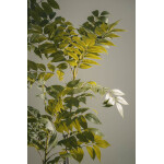 Πλίνια κλαδί 90cm - Image 7