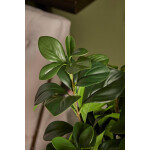 Αγγελική κλαδί 62cm - Image 3