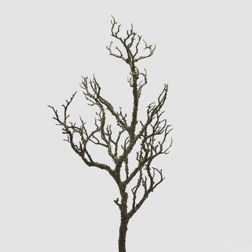 Κλαδί ακακία 81cm