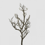 Κλαδί ακακία 81cm