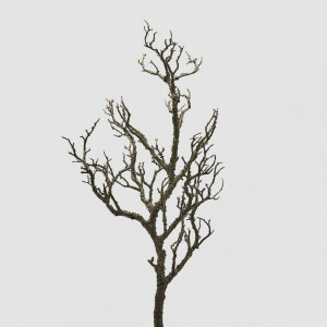 Κλαδί ακακία 81cm