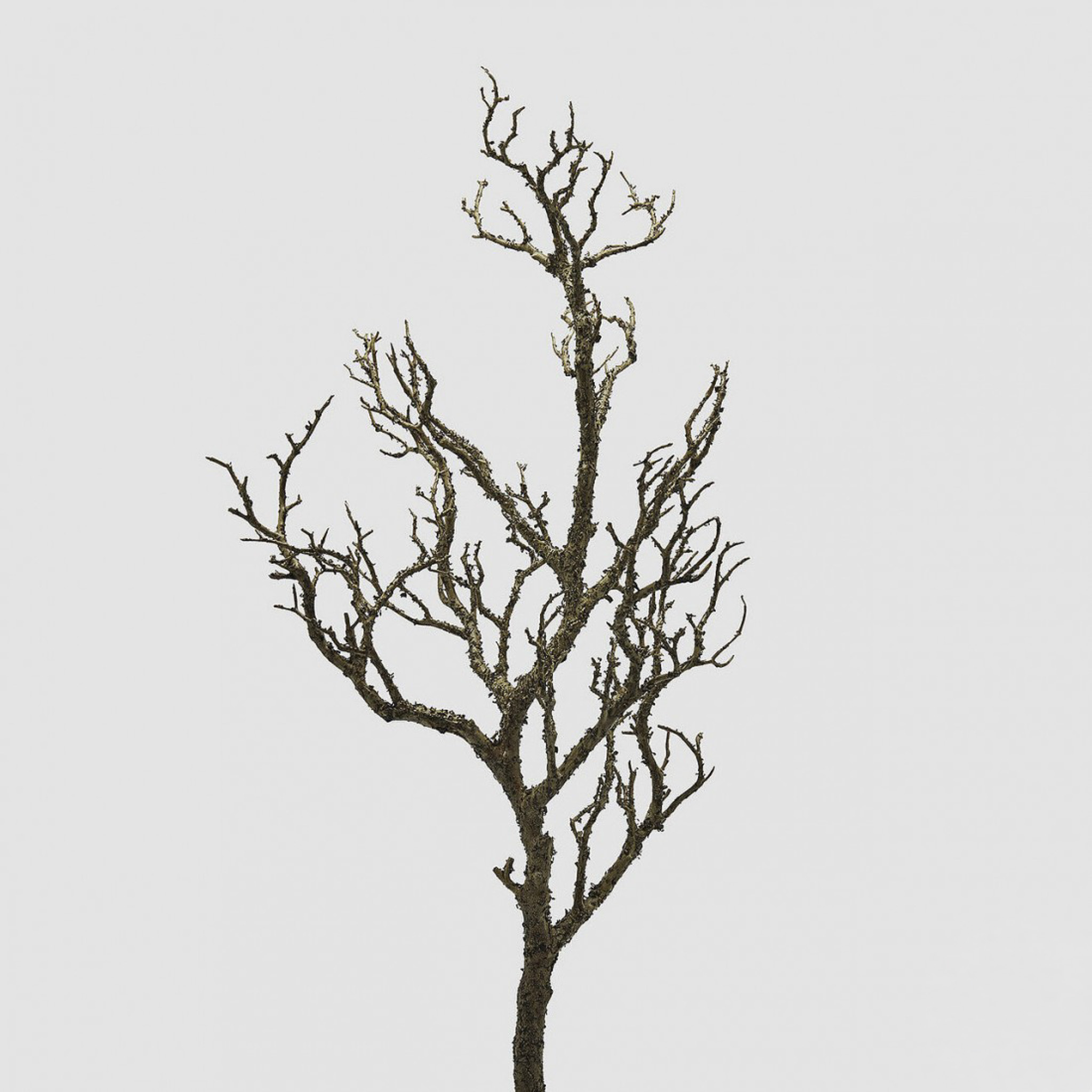 2300355-2 Κλαδί ακακία 81cm