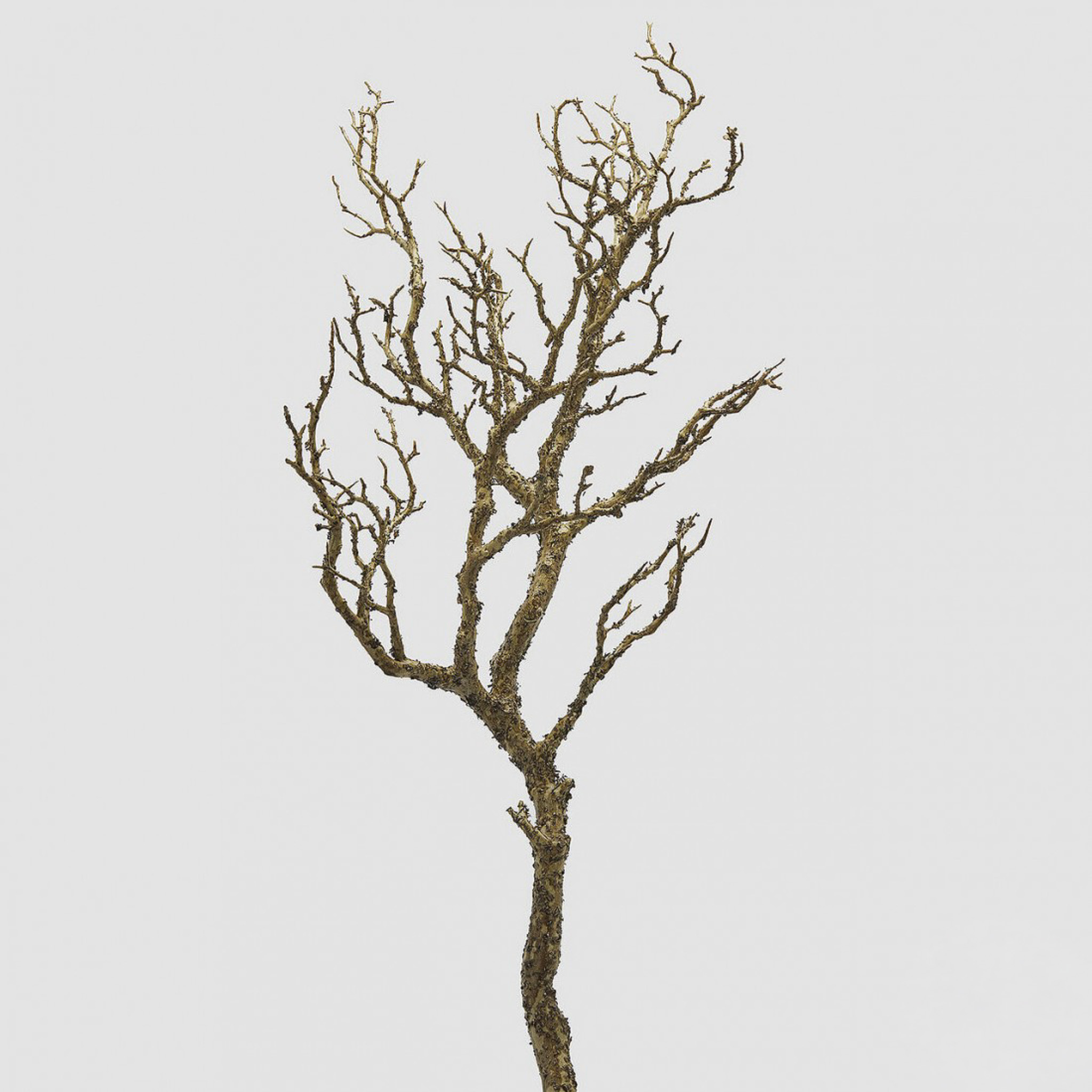 2300356-2 Κλαδί ακακία 91cm