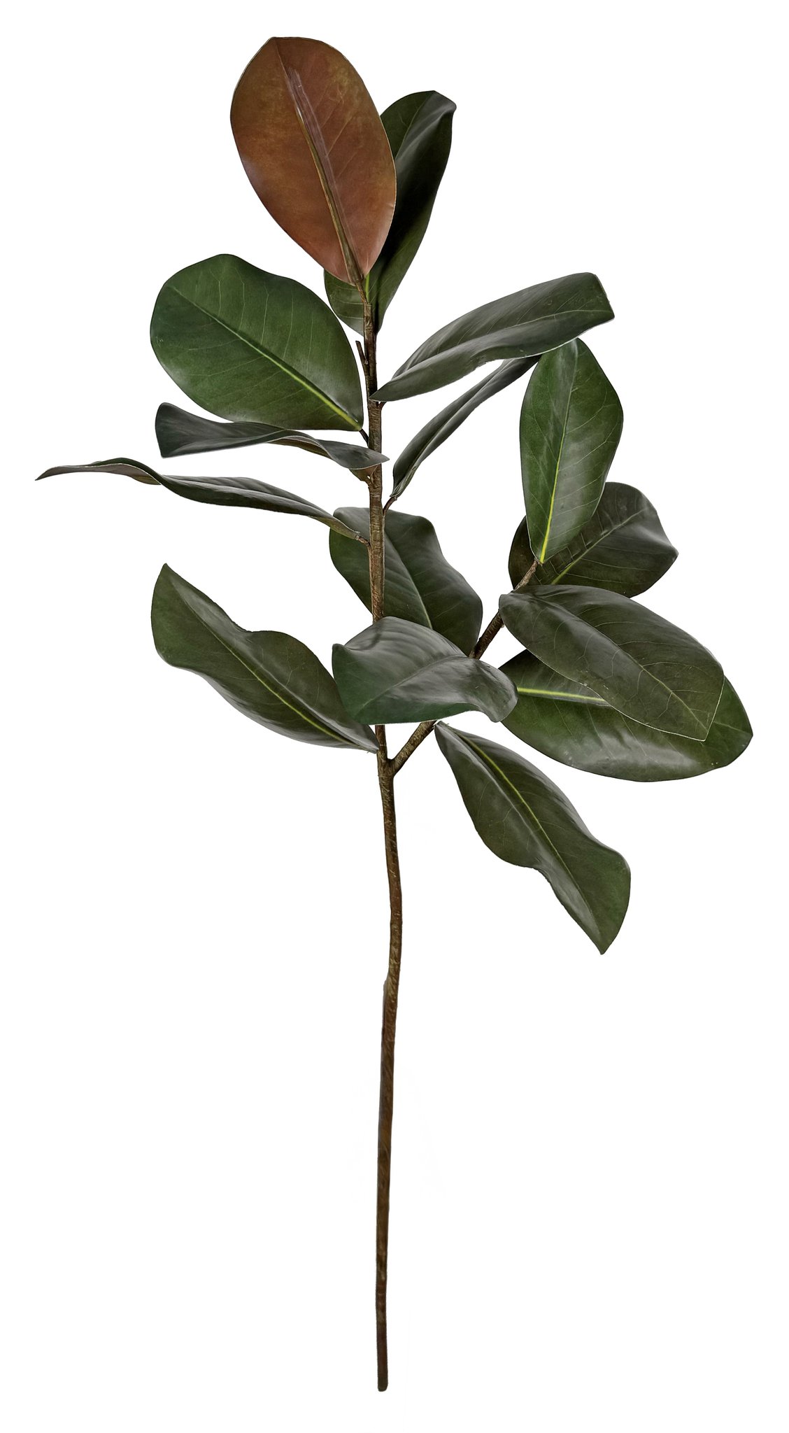 53629 Μανόλια κλαδί 88cm